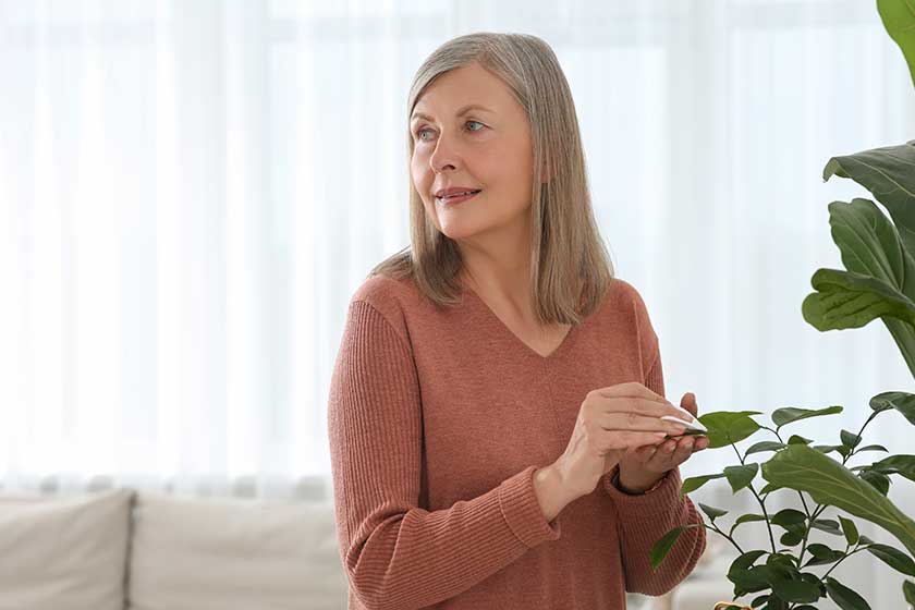 Senior woman wiping leaves of beautiful green houseplant with cotton pad indoors